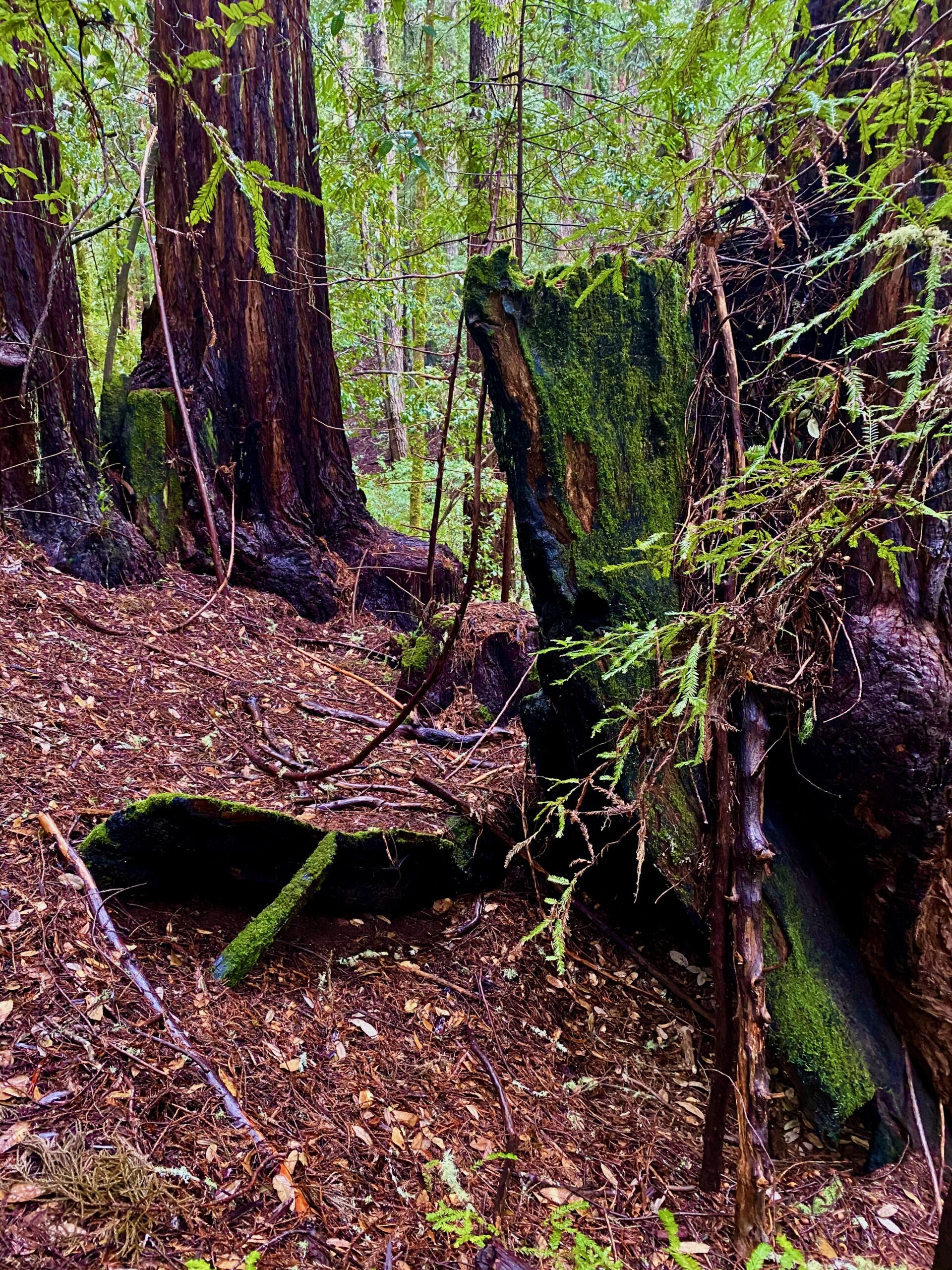 In the Grove of the Fallen Giants