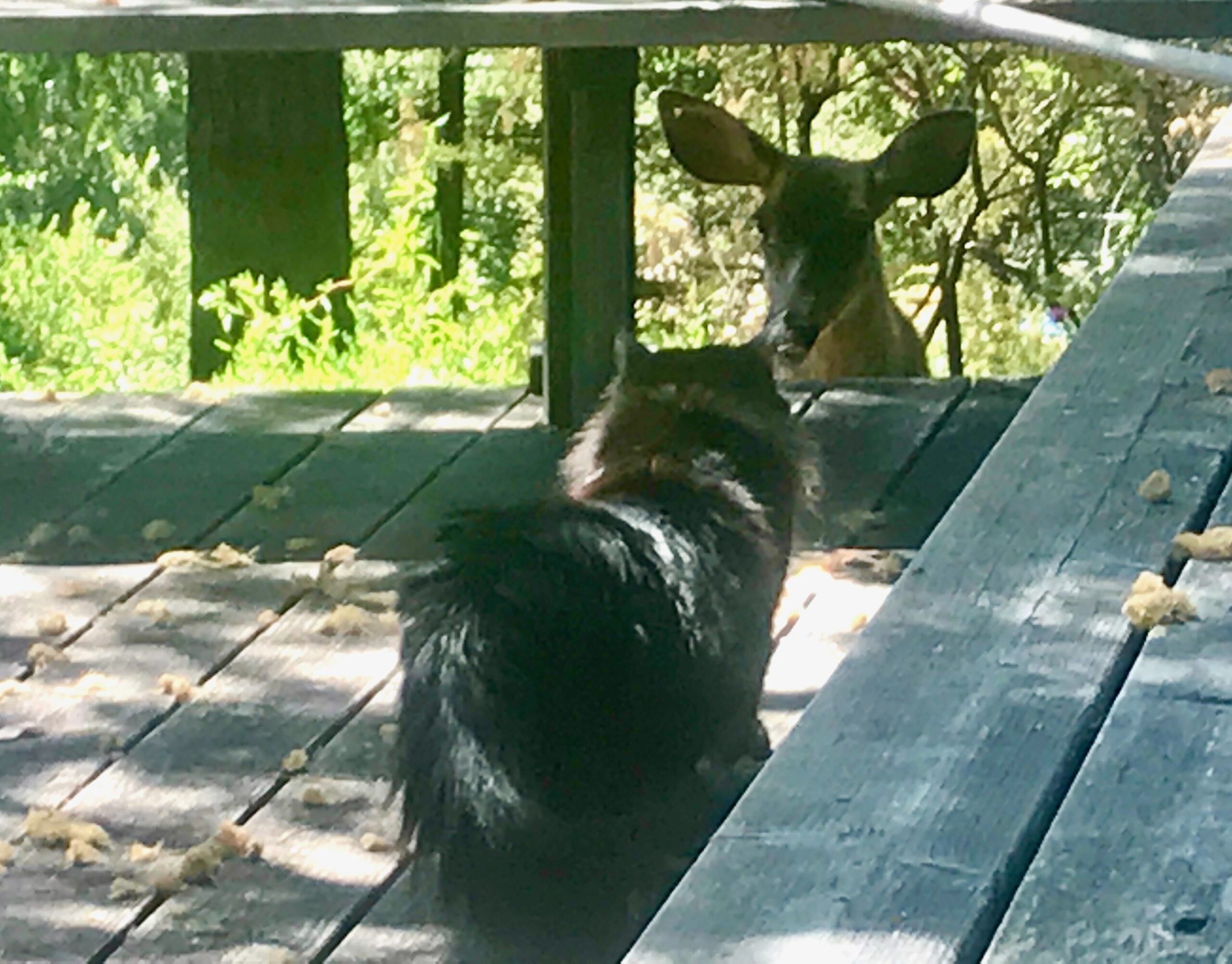 After Lughnasadh: Elk at Deer Harbor