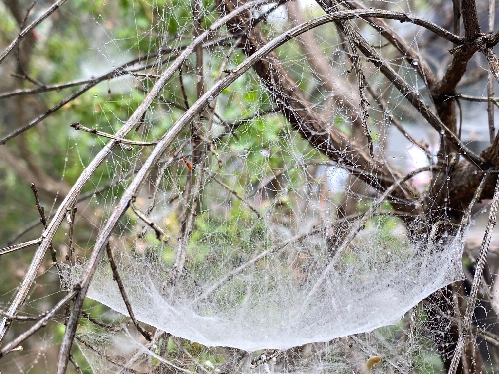 Orb Weaver Spider